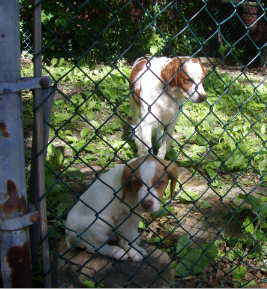 Tatonka (2 Months)_Lakota